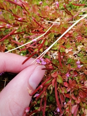 Epilobium confertifolium