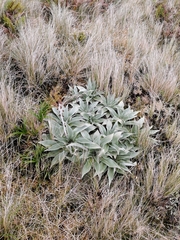 Pleurophyllum hookeri