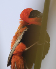 Euplectes franciscanus