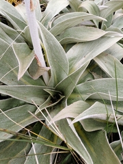 Pleurophyllum hookeri