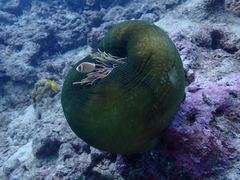 Heteractis magnifica