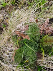 Anisotome antipoda