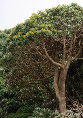 Brachyglottis stewartiae