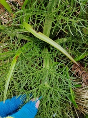 Anisotome antipoda