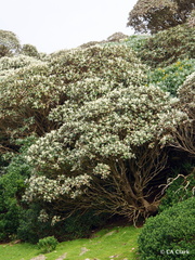 Macrolearia lyallii