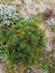 Anisotome antipoda