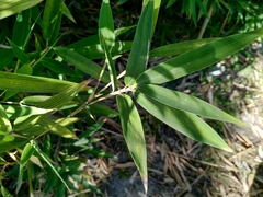 Phyllostachys makinoi