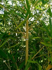 Phyllostachys makinoi
