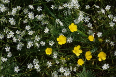 Ranunculus acris