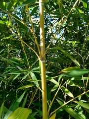 Phyllostachys makinoi