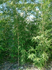 Phyllostachys makinoi
