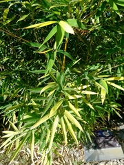 Phyllostachys makinoi