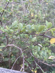 Dendrolobium dispermum