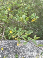Dendrolobium dispermum