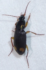 Lissauchenius