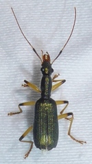 Dendrocellus