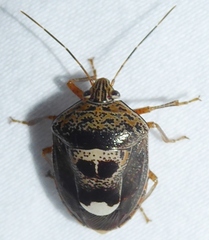 Axiagastus rosmarus