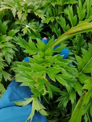 Anisotome latifolia