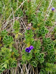 Veronica benthamii