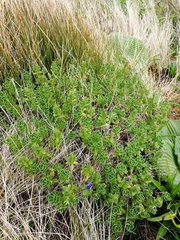 Veronica benthamii