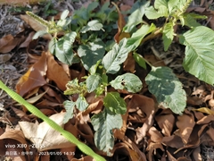 Amaranthus viridis