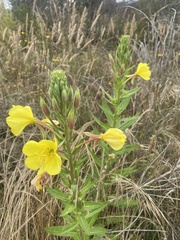 Oenothera