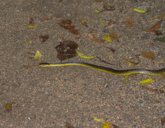 Dendrelaphis punctulatus