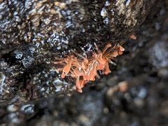 Ectopleura marina