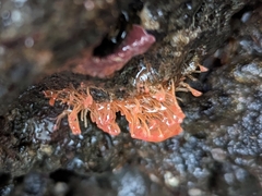 Ectopleura marina