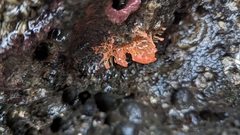 Ectopleura marina