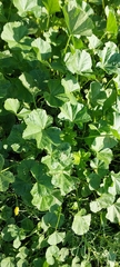 Malva parviflora