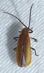 Lampyridae