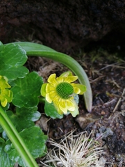 Ranunculus pinguis