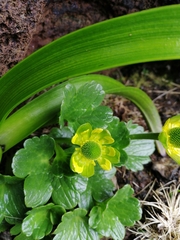 Ranunculus pinguis