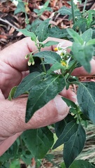 Solanum chenopodioides