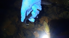 Triturus carnifex
