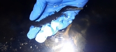 Triturus carnifex
