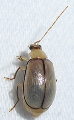 Monolepta