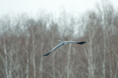 Ardea cinerea