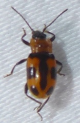 Ancylopus pictus
