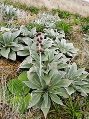 Pleurophyllum hookeri