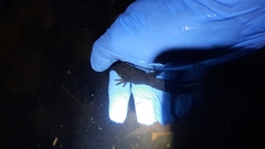 Triturus carnifex