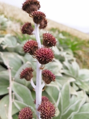 Pleurophyllum hookeri