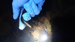 Triturus carnifex