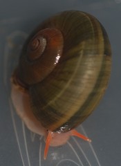 Aperostoma
