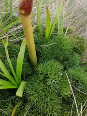 Anisotome antipoda