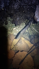 Triturus carnifex
