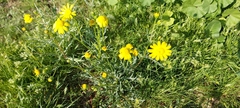 Senecio glaucus