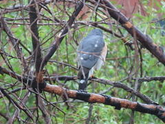 Accipiter minullus
