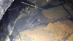 Triturus carnifex